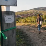 Grands crus sentier viticole à Eguisheim : panneau et chemin entre vignes